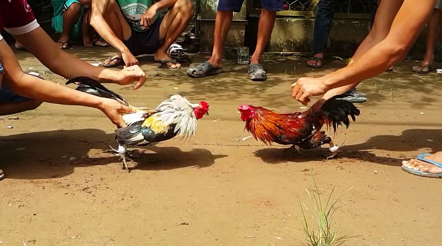 Chọi gà, hay còn gọi là đá gà, là một trong những trò chơi dân gian mang đậm nét văn hóa truyền thống của người Việt Nam. Không chỉ là một trò giải trí đơn thuần, chọi gà còn được xem như một hoạt động mang tính tâm linh, đặc biệt phổ biến trong những ngày đầu năm mới. Trò chơi này đã tồn tại từ lâu đời và trở thành một phần không thể thiếu trong các lễ hội, đặc biệt là trong dịp Tết Nguyên Đán. Bài viết này sẽ hướng dẫn chi tiết cách chơi chọi gà, từ khâu chuẩn bị cho đến luật chơi và những kỹ năng cần thiết để tham gia trò chơi này một cách hiệu quả. 1. Chuẩn bị trước khi chơi 1.1 Người chơi Chọi gà không giới hạn độ tuổi người chơi, điều này có nghĩa là bất kỳ ai, dù già hay trẻ, đều có thể tham gia nếu họ sở hữu một con gà chọi đạt tiêu chuẩn. Tuy nhiên, số lượng người chơi cần phải là số chẵn vì các trận đấu được tổ chức theo cặp. Thông thường, những người chơi sẽ tập trung tại một địa điểm nhất định để cùng nhau thi đấu, trao đổi kinh nghiệm và kỹ thuật nuôi gà. 1.2 Không gian chơi Không gian chơi đóng vai trò quan trọng trong việc tổ chức một trận đấu chọi gà an toàn và công bằng. Nên lựa chọn những khu vực rộng rãi, thoáng đãng và không có vật cản có thể gây nguy hiểm cho các "chiến binh" gà. Những địa điểm phổ biến thường là sân đình, sân nhà hoặc các khu đất trống. Ngoài ra, việc lựa chọn không gian cũng cần đảm bảo điều kiện để người xem có thể dễ dàng quan sát toàn bộ trận đấu. 1.3 Tiêu chuẩn chọn gà nòi Chọn gà nòi là một trong những yếu tố quan trọng quyết định sự thành công của trận đấu. Theo kinh nghiệm từ lâu đời, người ta thường chọn gà dựa trên tiêu chí "chó giống cha, gà giống mẹ", nghĩa là tính cách và sức mạnh của gà sẽ di truyền từ mẹ. Một con gà nòi tốt thường có các đặc điểm sau: Mỏ to, thẳng và miệng rộng: Điều này giúp gà có thể cắn, mổ mạnh và chắc chắn trong các trận đấu. Đầu mồng dâu, mắt chữ điền: Đây là những dấu hiệu cho thấy gà có tính chiến đấu cao. Cổ to, dài, thẳng: Giúp gà có sức mạnh để đối đầu với đối thủ. Lưng rộng, cánh dài: Hỗ trợ gà trong việc duy trì thăng bằng và bay nhảy linh hoạt. Đùi to, dài hơn phần cánh: Tăng cường sức mạnh cho những cú đá. Chân thanh, ngón thắt, vảy mỏng - khô: Giúp gà di chuyển nhanh nhẹn và linh hoạt hơn. Ngoài ra, trong dân gian còn truyền tai nhau một số tiêu chí khác như "đầu công, mình cốc, mắt ốc, chân chì", tức là những đặc điểm này đều thể hiện sự mạnh mẽ và khả năng chiến đấu của gà. Một số sư kê còn chú trọng đến việc chọn gà có mào cao, màu đỏ tươi vì những con gà này thường rất nhanh nhẹn và khỏe mạnh. Đặc biệt, những con gà có cựa sắt nhọn được xem là "vũ khí tối thượng" khi ra trận, giúp gà chiếm ưu thế trước đối thủ. 2. Cách chơi trò chơi chọi gà 2.1 Luật chơi Mỗi trận chọi gà thường kéo dài qua 7 hồ đấu, mỗi hồ diễn ra trong 15 phút và giữa các hồ có khoảng nghỉ 5 phút. Trước khi trận đấu bắt đầu, các chủ gà phải đăng ký với ban tổ chức để phân chia cặp đấu một cách ngẫu nhiên. Điều này giúp đảm bảo tính công bằng và tăng cường sự hồi hộp cho mỗi trận đấu. Người chiến thắng trong mỗi trận đấu thường được thưởng một bữa ăn thịnh soạn từ phía thua cuộc. Điều này không chỉ mang tính giải trí mà còn là cơ hội để các sư kê chia sẻ kinh nghiệm và học hỏi lẫn nhau về cách nuôi gà chọi sao cho đạt hiệu quả cao nhất. 2.2 Cách chơi Khi trận đấu bắt đầu, hai chủ gà sẽ mang gà chiến của mình vào sới đấu. Khi có tín hiệu từ trọng tài, thường là một tiếng trống, các chủ gà sẽ thả gà của mình vào sới và bắt đầu quan sát. Ngay lập tức, hai con gà sẽ lao vào nhau, mổ, đá, và sử dụng cựa để tấn công đối phương. Những trận đấu thường diễn ra rất gay cấn, với những cú đá móc vào nách, cổ, và ức của đối thủ. Có những trận đấu kéo dài hàng giờ đồng hồ khi hai con gà có thực lực ngang tài ngang sức, tạo nên sự phấn khích cho người xem. Trong trường hợp một con gà không thể tiếp tục đấu, trọng tài có thể quyết định dừng trận đấu và tuyên bố con gà kia là "kỳ tử" (gà thua cuộc). Nếu chủ gà nhận thấy khả năng thua cuộc của gà mình, họ cũng có thể xin kết thúc trận đấu sớm để bảo toàn sức khỏe cho gà. 3. Kỹ năng và kinh nghiệm cần thiết Ngoài những quy tắc cơ bản, để chiến thắng trong các trận chọi gà, người chơi cần có một số kỹ năng và kinh nghiệm nhất định. Đầu tiên là việc nắm rõ tính cách và điểm mạnh yếu của gà. Điều này giúp chủ gà có thể đưa ra chiến lược phù hợp cho từng trận đấu. Thứ hai là kỹ năng chăm sóc và huấn luyện gà. Một con gà chọi không chỉ cần sức mạnh mà còn cần sự dẻo dai, nhanh nhẹn. Vì vậy, việc tập luyện đều đặn, cho gà tắm nắng, và bổ sung dinh dưỡng hợp lý là rất quan trọng. Ngoài ra, việc om bóp gà bằng các bài thuốc dân gian cũng giúp da gà trở nên dày hơn, ít bị mốc và tăng cường sức khỏe tổng thể. 4. Ý nghĩa văn hóa của trò chơi chọi gà Chọi gà không chỉ là một trò chơi mà còn là một phần của văn hóa Việt Nam, đặc biệt là trong các dịp lễ hội. Trò chơi này không chỉ mang lại niềm vui, sự hứng khởi mà còn giúp gắn kết cộng đồng, thể hiện tinh thần thượng võ và lòng can đảm. Mỗi trận chọi gà đều là cơ hội để mọi người cùng nhau thưởng thức, bàn luận, và tôn vinh những con gà dũng mãnh, những chiến binh thực thụ trong mắt người chơi. 5. Kết luận Chọi gà là một trò chơi đầy thú vị và mang đậm nét văn hóa truyền thống của người Việt. Để tham gia vào trò chơi này, người chơi không chỉ cần chuẩn bị kỹ lưỡng về mặt kỹ thuật mà còn phải hiểu rõ các quy tắc và chiến lược. Với những hướng dẫn trên, hy vọng rằng bạn sẽ có thêm kiến thức để tham gia và thưởng thức trò chơi này một cách trọn vẹn hơn. Chọi gà, hay còn gọi là đá gà, là một trong những trò chơi dân gian mang đậm nét văn hóa truyền thống của người Việt Nam. Không chỉ là một trò giải trí đơn thuần, chọi gà còn được xem như một hoạt động mang tính tâm linh, đặc biệt phổ biến trong những ngày đầu năm mới. Trò chơi này đã tồn tại từ lâu đời và trở thành một phần không thể thiếu trong các lễ hội, đặc biệt là trong dịp Tết Nguyên Đán. Bài viết này sẽ hướng dẫn chi tiết cách chơi chọi gà, từ khâu chuẩn bị cho đến luật chơi và những kỹ năng cần thiết để tham gia trò chơi này một cách hiệu quả. 1. Chuẩn bị trước khi chơi 1.1 Người chơi Chọi gà không giới hạn độ tuổi người chơi, điều này có nghĩa là bất kỳ ai, dù già hay trẻ, đều có thể tham gia nếu họ sở hữu một con gà chọi đạt tiêu chuẩn. Tuy nhiên, số lượng người chơi cần phải là số chẵn vì các trận đấu được tổ chức theo cặp. Thông thường, những người chơi sẽ tập trung tại một địa điểm nhất định để cùng nhau thi đấu, trao đổi kinh nghiệm và kỹ thuật nuôi gà. 1.2 Không gian chơi Không gian chơi đóng vai trò quan trọng trong việc tổ chức một trận đấu chọi gà an toàn và công bằng. Nên lựa chọn những khu vực rộng rãi, thoáng đãng và không có vật cản có thể gây nguy hiểm cho các "chiến binh" gà. Những địa điểm phổ biến thường là sân đình, sân nhà hoặc các khu đất trống. Ngoài ra, việc lựa chọn không gian cũng cần đảm bảo điều kiện để người xem có thể dễ dàng quan sát toàn bộ trận đấu. 1.3 Tiêu chuẩn chọn gà nòi Chọn gà nòi là một trong những yếu tố quan trọng quyết định sự thành công của trận đấu. Theo kinh nghiệm từ lâu đời, người ta thường chọn gà dựa trên tiêu chí "chó giống cha, gà giống mẹ", nghĩa là tính cách và sức mạnh của gà sẽ di truyền từ mẹ. Một con gà nòi tốt thường có các đặc điểm sau: Mỏ to, thẳng và miệng rộng: Điều này giúp gà có thể cắn, mổ mạnh và chắc chắn trong các trận đấu. Đầu mồng dâu, mắt chữ điền: Đây là những dấu hiệu cho thấy gà có tính chiến đấu cao. Cổ to, dài, thẳng: Giúp gà có sức mạnh để đối đầu với đối thủ. Lưng rộng, cánh dài: Hỗ trợ gà trong việc duy trì thăng bằng và bay nhảy linh hoạt. Đùi to, dài hơn phần cánh: Tăng cường sức mạnh cho những cú đá. Chân thanh, ngón thắt, vảy mỏng - khô: Giúp gà di chuyển nhanh nhẹn và linh hoạt hơn. Ngoài ra, trong dân gian còn truyền tai nhau một số tiêu chí khác như "đầu công, mình cốc, mắt ốc, chân chì", tức là những đặc điểm này đều thể hiện sự mạnh mẽ và khả năng chiến đấu của gà. Một số sư kê còn chú trọng đến việc chọn gà có mào cao, màu đỏ tươi vì những con gà này thường rất nhanh nhẹn và khỏe mạnh. Đặc biệt, những con gà có cựa sắt nhọn được xem là "vũ khí tối thượng" khi ra trận, giúp gà chiếm ưu thế trước đối thủ. 2. Cách chơi trò chơi chọi gà 2.1 Luật chơi Mỗi trận chọi gà thường kéo dài qua 7 hồ đấu, mỗi hồ diễn ra trong 15 phút và giữa các hồ có khoảng nghỉ 5 phút. Trước khi trận đấu bắt đầu, các chủ gà phải đăng ký với ban tổ chức để phân chia cặp đấu một cách ngẫu nhiên. Điều này giúp đảm bảo tính công bằng và tăng cường sự hồi hộp cho mỗi trận đấu. Người chiến thắng trong mỗi trận đấu thường được thưởng một bữa ăn thịnh soạn từ phía thua cuộc. Điều này không chỉ mang tính giải trí mà còn là cơ hội để các sư kê chia sẻ kinh nghiệm và học hỏi lẫn nhau về cách nuôi gà chọi sao cho đạt hiệu quả cao nhất. 2.2 Cách chơi Khi trận đấu bắt đầu, hai chủ gà sẽ mang gà chiến của mình vào sới đấu. Khi có tín hiệu từ trọng tài, thường là một tiếng trống, các chủ gà sẽ thả gà của mình vào sới và bắt đầu quan sát. Ngay lập tức, hai con gà sẽ lao vào nhau, mổ, đá, và sử dụng cựa để tấn công đối phương. Những trận đấu thường diễn ra rất gay cấn, với những cú đá móc vào nách, cổ, và ức của đối thủ. Có những trận đấu kéo dài hàng giờ đồng hồ khi hai con gà có thực lực ngang tài ngang sức, tạo nên sự phấn khích cho người xem. Trong trường hợp một con gà không thể tiếp tục đấu, trọng tài có thể quyết định dừng trận đấu và tuyên bố con gà kia là "kỳ tử" (gà thua cuộc). Nếu chủ gà nhận thấy khả năng thua cuộc của gà mình, họ cũng có thể xin kết thúc trận đấu sớm để bảo toàn sức khỏe cho gà. 3. Kỹ năng và kinh nghiệm cần thiết Ngoài những quy tắc cơ bản, để chiến thắng trong các trận chọi gà, người chơi cần có một số kỹ năng và kinh nghiệm nhất định. Đầu tiên là việc nắm rõ tính cách và điểm mạnh yếu của gà. Điều này giúp chủ gà có thể đưa ra chiến lược phù hợp cho từng trận đấu. Thứ hai là kỹ năng chăm sóc và huấn luyện gà. Một con gà chọi không chỉ cần sức mạnh mà còn cần sự dẻo dai, nhanh nhẹn. Vì vậy, việc tập luyện đều đặn, cho gà tắm nắng, và bổ sung dinh dưỡng hợp lý là rất quan trọng. Ngoài ra, việc om bóp gà bằng các bài thuốc dân gian cũng giúp da gà trở nên dày hơn, ít bị mốc và tăng cường sức khỏe tổng thể. 4. Ý nghĩa văn hóa của trò chơi chọi gà Chọi gà không chỉ là một trò chơi mà còn là một phần của văn hóa Việt Nam, đặc biệt là trong các dịp lễ hội. Trò chơi này không chỉ mang lại niềm vui, sự hứng khởi mà còn giúp gắn kết cộng đồng, thể hiện tinh thần thượng võ và lòng can đảm. Mỗi trận chọi gà đều là cơ hội để mọi người cùng nhau thưởng thức, bàn luận, và tôn vinh những con gà dũng mãnh, những chiến binh thực thụ trong mắt người chơi. 5. Kết luận Chọi gà là một trò chơi đầy thú vị và mang đậm nét văn hóa truyền thống của người Việt. Để tham gia vào trò chơi này, người chơi không chỉ cần chuẩn bị kỹ lưỡng về mặt kỹ thuật mà còn phải hiểu rõ các quy tắc và chiến lược. Với những hướng dẫn trên, hy vọng rằng bạn sẽ có thêm kiến thức để tham gia và thưởng thức trò chơi này một cách trọn vẹn hơn. Chọi gà, hay còn gọi là đá gà, là một trong những trò chơi dân gian mang đậm nét văn hóa truyền thống của người Việt Nam. Không chỉ là một trò giải trí đơn thuần, chọi gà còn được xem như một hoạt động mang tính tâm linh, đặc biệt phổ biến trong những ngày đầu năm mới. Trò chơi này đã tồn tại từ lâu đời và trở thành một phần không thể thiếu trong các lễ hội, đặc biệt là trong dịp Tết Nguyên Đán. Bài viết này sẽ hướng dẫn chi tiết cách chơi chọi gà, từ khâu chuẩn bị cho đến luật chơi và những kỹ năng cần thiết để tham gia trò chơi này một cách hiệu quả. 1. Chuẩn bị trước khi chơi 1.1 Người chơi Chọi gà không giới hạn độ tuổi người chơi, điều này có nghĩa là bất kỳ ai, dù già hay trẻ, đều có thể tham gia nếu họ sở hữu một con gà chọi đạt tiêu chuẩn. Tuy nhiên, số lượng người chơi cần phải là số chẵn vì các trận đấu được tổ chức theo cặp. Thông thường, những người chơi sẽ tập trung tại một địa điểm nhất định để cùng nhau thi đấu, trao đổi kinh nghiệm và kỹ thuật nuôi gà. 1.2 Không gian chơi Không gian chơi đóng vai trò quan trọng trong việc tổ chức một trận đấu chọi gà an toàn và công bằng. Nên lựa chọn những khu vực rộng rãi, thoáng đãng và không có vật cản có thể gây nguy hiểm cho các "chiến binh" gà. Những địa điểm phổ biến thường là sân đình, sân nhà hoặc các khu đất trống. Ngoài ra, việc lựa chọn không gian cũng cần đảm bảo điều kiện để người xem có thể dễ dàng quan sát toàn bộ trận đấu. 1.3 Tiêu chuẩn chọn gà nòi Chọn gà nòi là một trong những yếu tố quan trọng quyết định sự thành công của trận đấu. Theo kinh nghiệm từ lâu đời, người ta thường chọn gà dựa trên tiêu chí "chó giống cha, gà giống mẹ", nghĩa là tính cách và sức mạnh của gà sẽ di truyền từ mẹ. Một con gà nòi tốt thường có các đặc điểm sau: Mỏ to, thẳng và miệng rộng: Điều này giúp gà có thể cắn, mổ mạnh và chắc chắn trong các trận đấu. Đầu mồng dâu, mắt chữ điền: Đây là những dấu hiệu cho thấy gà có tính chiến đấu cao. Cổ to, dài, thẳng: Giúp gà có sức mạnh để đối đầu với đối thủ. Lưng rộng, cánh dài: Hỗ trợ gà trong việc duy trì thăng bằng và bay nhảy linh hoạt. Đùi to, dài hơn phần cánh: Tăng cường sức mạnh cho những cú đá. Chân thanh, ngón thắt, vảy mỏng - khô: Giúp gà di chuyển nhanh nhẹn và linh hoạt hơn. Ngoài ra, trong dân gian còn truyền tai nhau một số tiêu chí khác như "đầu công, mình cốc, mắt ốc, chân chì", tức là những đặc điểm này đều thể hiện sự mạnh mẽ và khả năng chiến đấu của gà. Một số sư kê còn chú trọng đến việc chọn gà có mào cao, màu đỏ tươi vì những con gà này thường rất nhanh nhẹn và khỏe mạnh. Đặc biệt, những con gà có cựa sắt nhọn được xem là "vũ khí tối thượng" khi ra trận, giúp gà chiếm ưu thế trước đối thủ. 2. Cách chơi trò chơi chọi gà 2.1 Luật chơi Mỗi trận chọi gà thường kéo dài qua 7 hồ đấu, mỗi hồ diễn ra trong 15 phút và giữa các hồ có khoảng nghỉ 5 phút. Trước khi trận đấu bắt đầu, các chủ gà phải đăng ký với ban tổ chức để phân chia cặp đấu một cách ngẫu nhiên. Điều này giúp đảm bảo tính công bằng và tăng cường sự hồi hộp cho mỗi trận đấu. Người chiến thắng trong mỗi trận đấu thường được thưởng một bữa ăn thịnh soạn từ phía thua cuộc. Điều này không chỉ mang tính giải trí mà còn là cơ hội để các sư kê chia sẻ kinh nghiệm và học hỏi lẫn nhau về cách nuôi gà chọi sao cho đạt hiệu quả cao nhất. 2.2 Cách chơi Khi trận đấu bắt đầu, hai chủ gà sẽ mang gà chiến của mình vào sới đấu. Khi có tín hiệu từ trọng tài, thường là một tiếng trống, các chủ gà sẽ thả gà của mình vào sới và bắt đầu quan sát. Ngay lập tức, hai con gà sẽ lao vào nhau, mổ, đá, và sử dụng cựa để tấn công đối phương. Những trận đấu thường diễn ra rất gay cấn, với những cú đá móc vào nách, cổ, và ức của đối thủ. Có những trận đấu kéo dài hàng giờ đồng hồ khi hai con gà có thực lực ngang tài ngang sức, tạo nên sự phấn khích cho người xem. Trong trường hợp một con gà không thể tiếp tục đấu, trọng tài có thể quyết định dừng trận đấu và tuyên bố con gà kia là "kỳ tử" (gà thua cuộc). Nếu chủ gà nhận thấy khả năng thua cuộc của gà mình, họ cũng có thể xin kết thúc trận đấu sớm để bảo toàn sức khỏe cho gà. 3. Kỹ năng và kinh nghiệm cần thiết Ngoài những quy tắc cơ bản, để chiến thắng trong các trận chọi gà, người chơi cần có một số kỹ năng và kinh nghiệm nhất định. Đầu tiên là việc nắm rõ tính cách và điểm mạnh yếu của gà. Điều này giúp chủ gà có thể đưa ra chiến lược phù hợp cho từng trận đấu. Thứ hai là kỹ năng chăm sóc và huấn luyện gà. Một con gà chọi không chỉ cần sức mạnh mà còn cần sự dẻo dai, nhanh nhẹn. Vì vậy, việc tập luyện đều đặn, cho gà tắm nắng, và bổ sung dinh dưỡng hợp lý là rất quan trọng. Ngoài ra, việc om bóp gà bằng các bài thuốc dân gian cũng giúp da gà trở nên dày hơn, ít bị mốc và tăng cường sức khỏe tổng thể. 4. Ý nghĩa văn hóa của trò chơi chọi gà Chọi gà không chỉ là một trò chơi mà còn là một phần của văn hóa Việt Nam, đặc biệt là trong các dịp lễ hội. Trò chơi này không chỉ mang lại niềm vui, sự hứng khởi mà còn giúp gắn kết cộng đồng, thể hiện tinh thần thượng võ và lòng can đảm. Mỗi trận chọi gà đều là cơ hội để mọi người cùng nhau thưởng thức, bàn luận, và tôn vinh những con gà dũng mãnh, những chiến binh thực thụ trong mắt người chơi. 5. Kết luận Chọi gà là một trò chơi đầy thú vị và mang đậm nét văn hóa truyền thống của người Việt. Để tham gia vào trò chơi này, người chơi không chỉ cần chuẩn bị kỹ lưỡng về mặt kỹ thuật mà còn phải hiểu rõ các quy tắc và chiến lược. Với những hướng dẫn trên, hy vọng rằng bạn sẽ có thêm kiến thức để tham gia và thưởng thức trò chơi này một cách trọn vẹn hơn. Chuẩn bị trước khi chơi