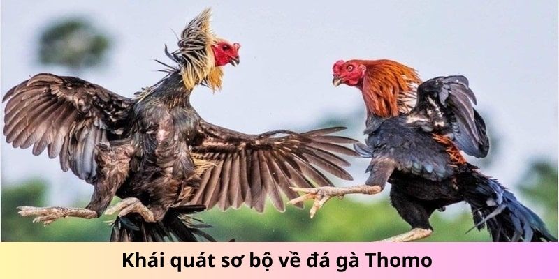 Khái quát sơ bộ về đá gà Thomo