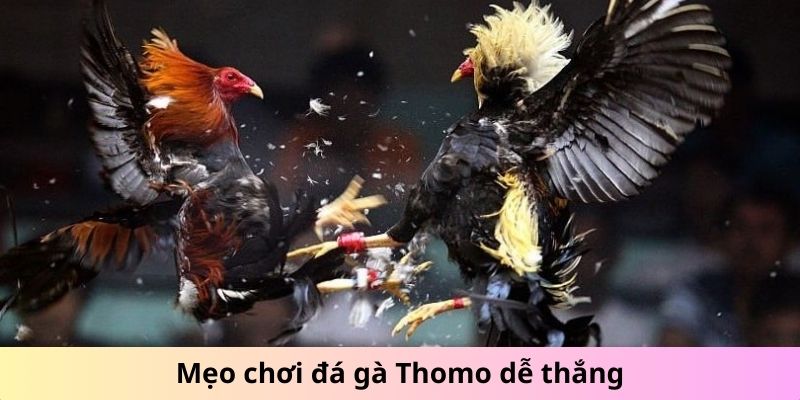 Mẹo chơi đá gà Thomo dễ thắng